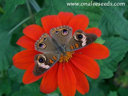 Butterfly Garden Collection! Host and Nectar Plants, 4 packs for price of 3!
